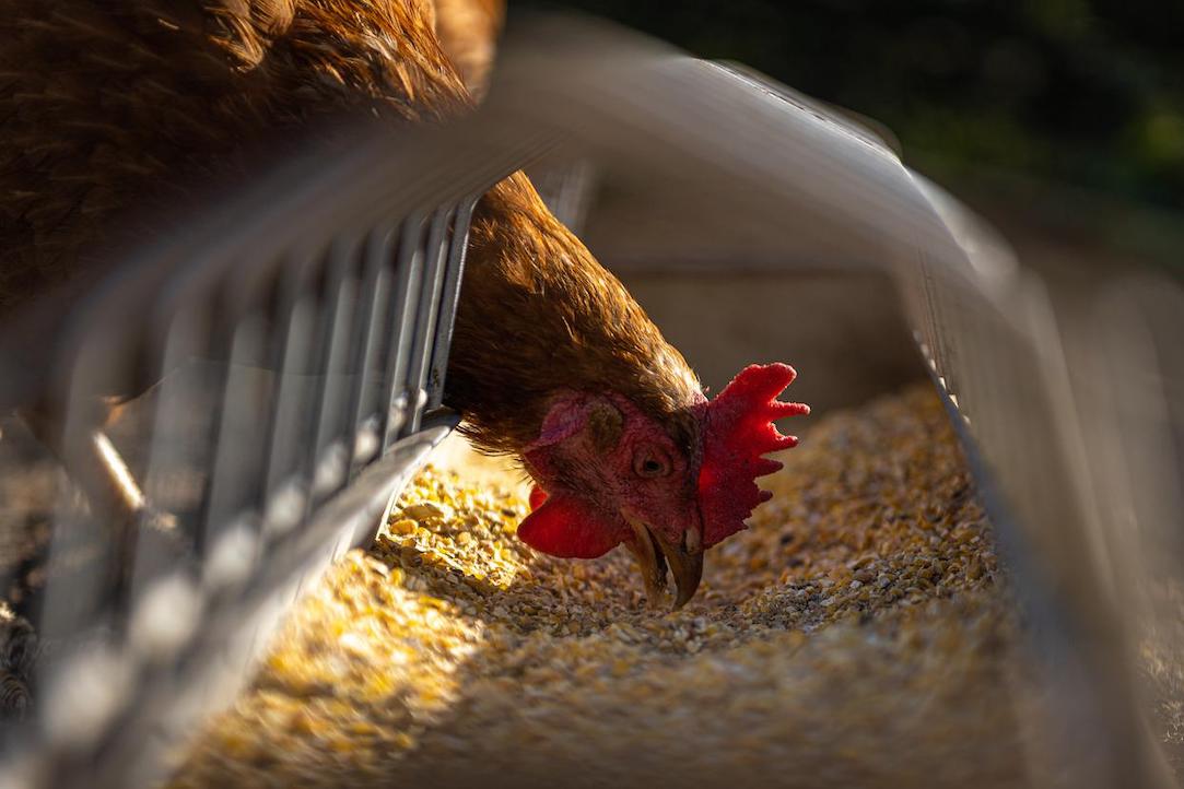 Poultry farms settle with DoJ